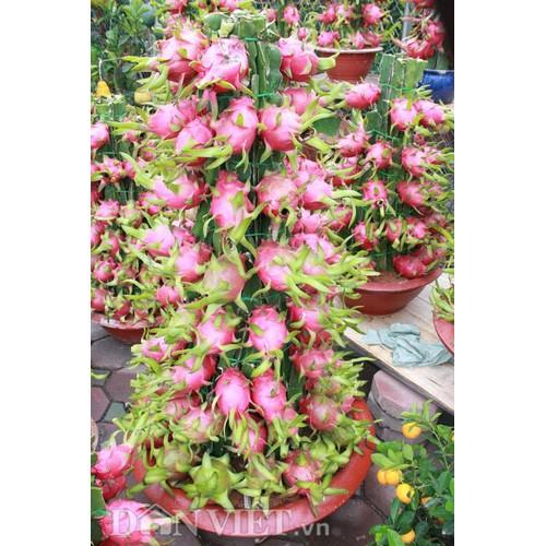 CÂY GIỐNG CÂY THANH LONG VỎ ĐỎ RUỘT TRẮNG MỌNG THỊT BÌNH THUẬN, QUẢ SỚM, SIÊU QUẢ , SIÊU NGỌT, SIÊU NĂNG SUẤT
