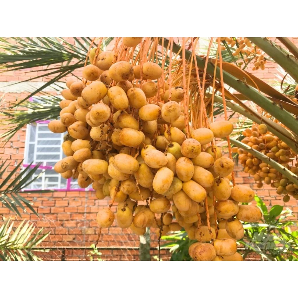 CÂY GIỐNG CHÀ LÀ ĂN QUẢ KHALAS-QUẢ VÀNG TO