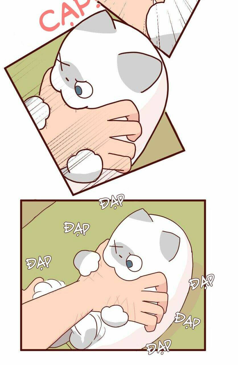 saphie: chú mèo một mắt chapter 7 5