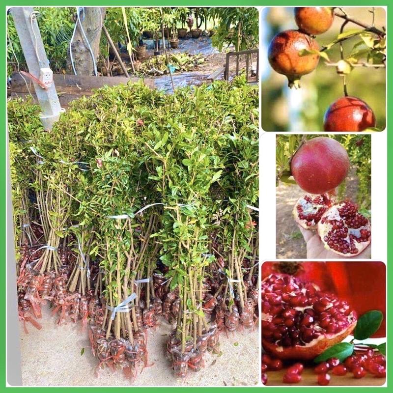 CÂY GIỐNG LỰU ĐỎ ẤN ĐỘ CHUẨN GIỐNG F1 CHO QUẢ TO ĐỎ NGỌT MỌNG NƯỚC