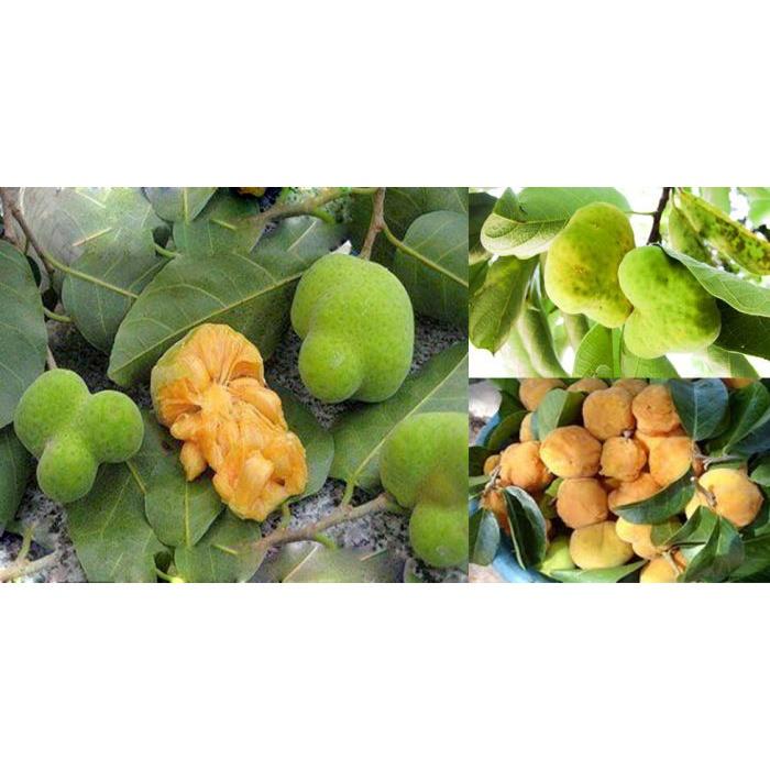 Cây CHAY ĐỎ lấy quả và rễ -cây giống- cam kết Cây giống chuẩn