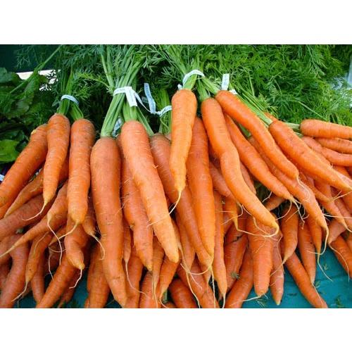 Hạt Giống Cà Rốt F1 Gói 1.5gr Chịu Nhiệt - Dễ Trồng - Củ Mập