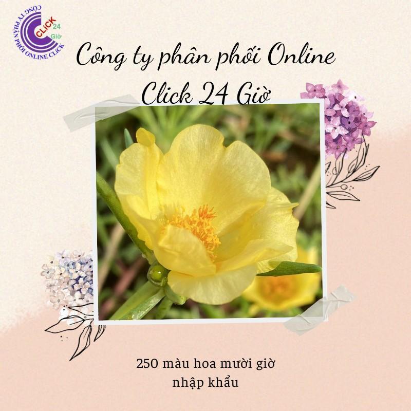 1 Ký Cành Giống Hoa Mười Giờ Màu VÀNG Thái Đơn Nhập Khẩu Dễ Trồng Siêu Siêng Hoa Hoa Mười Giờ Bonsai & Phụ Kiện