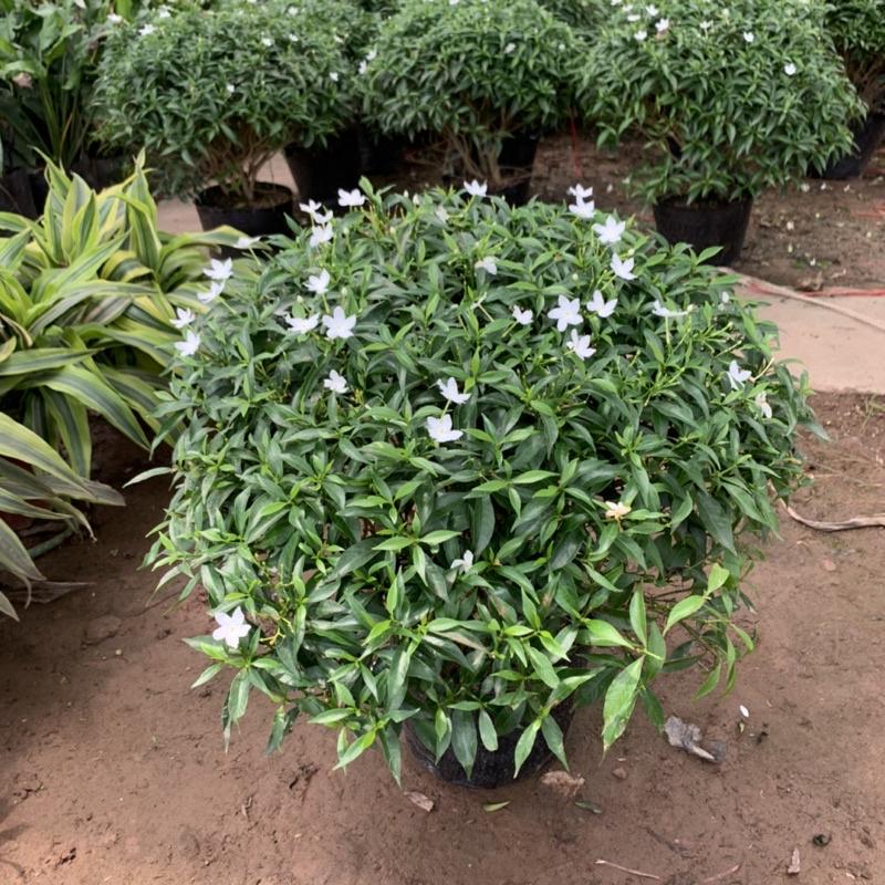 Cây mai vạn phúc bán kính 35-45cm, cây hoa tạo dáng tròn đẹp mắt, trồng trang trí cảnh quan sân vườn