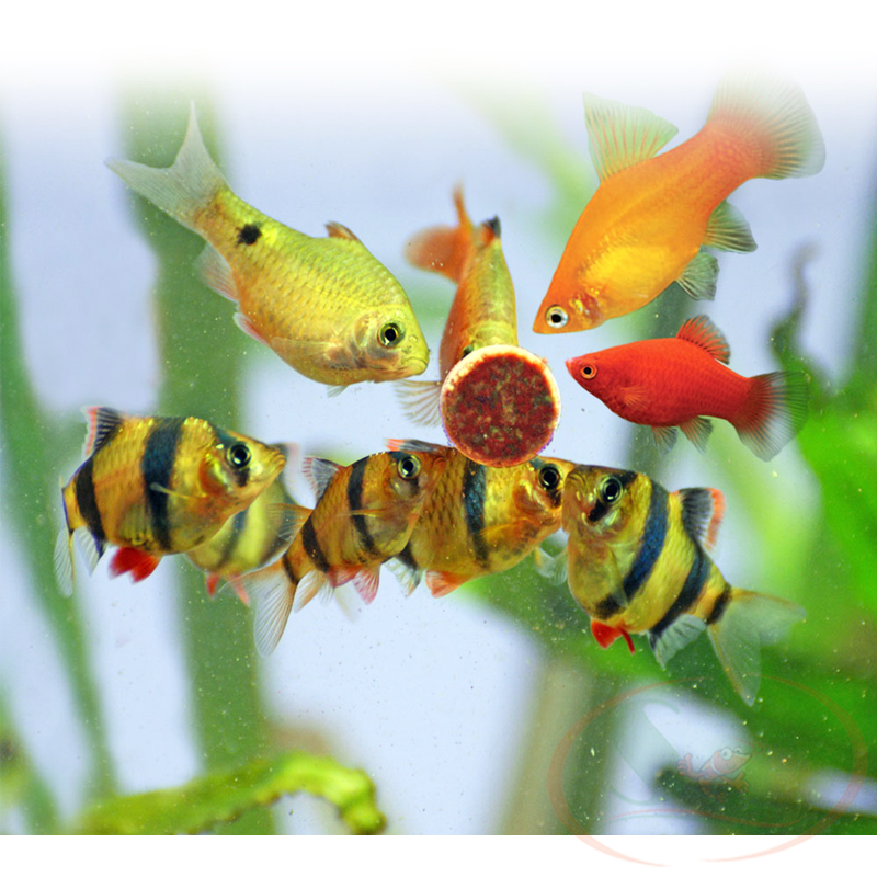 Thức ăn cá Prodac Stick On viên dán thành kính bể cá tép thủy sinh fish food