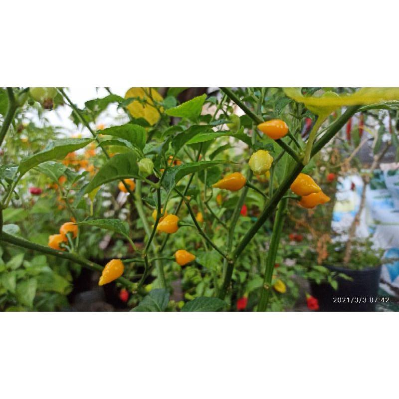 Hạt ớt yellow biquinho