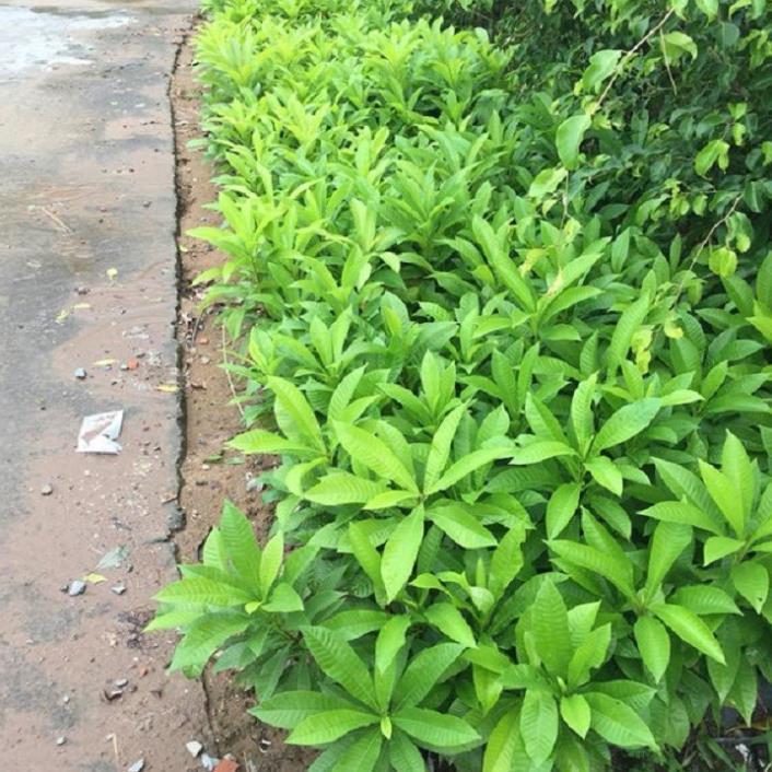 COMBO 2 BẦU CÂY GIỐNG NGỌC LAN HOA VÀNG
