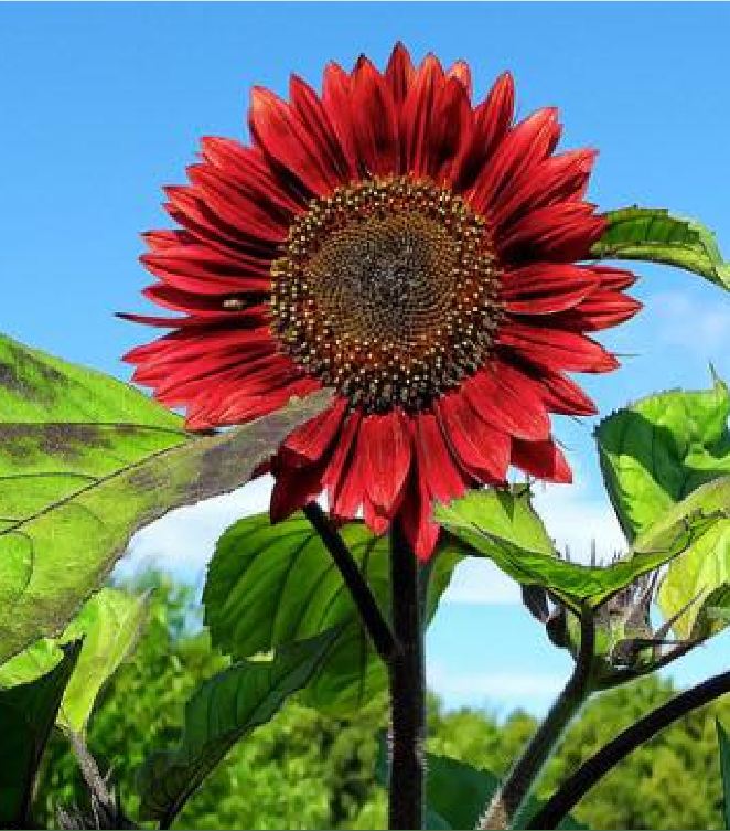 Hạt giống hoa hướng dương hoa đỏ - Gói 10 hạt