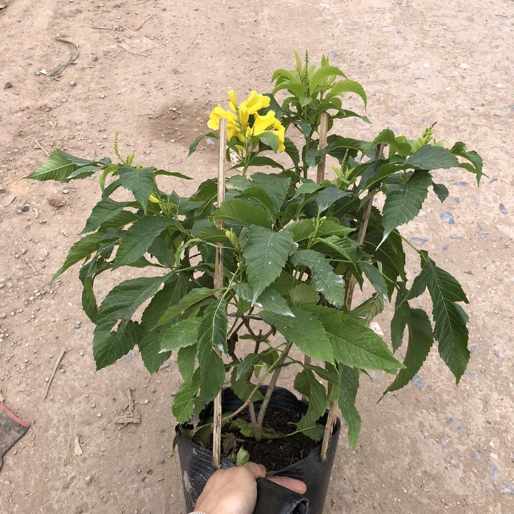 Cây chuông vàng đứng, Cao 35cm hoa vàng nở rộ tán sum suê sức sống mãnh liệt dễ chắm sóc thích hợp trang trí sân vườn