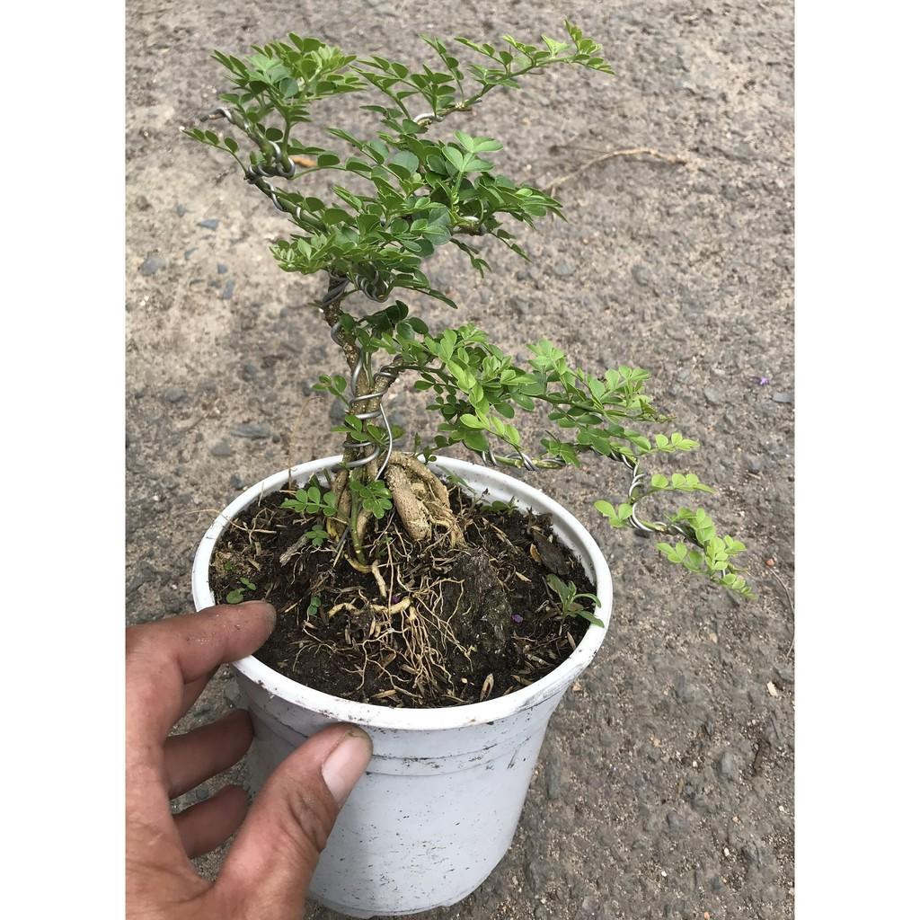Cây Cần Thân Bonsai