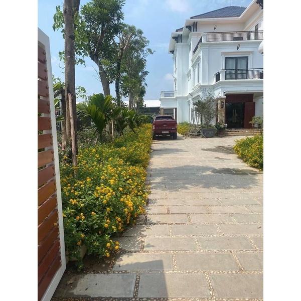Cây hoa ngũ sắc vàng rủ trồng bịch đen ,thích hợp trồng công trình trang trí sân vườn