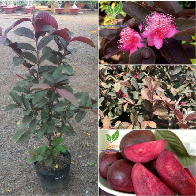 Cây giống Ổi Tím SIÊU SỚM.