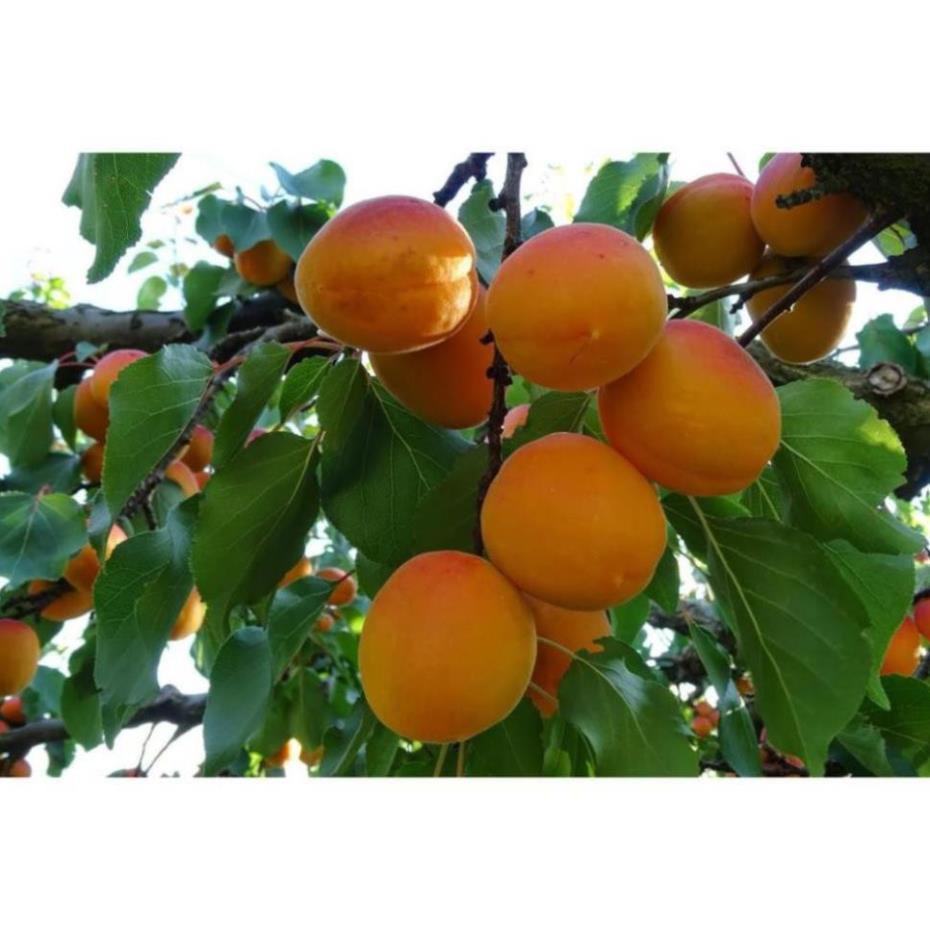 CÂY GIỐNG MƠ
