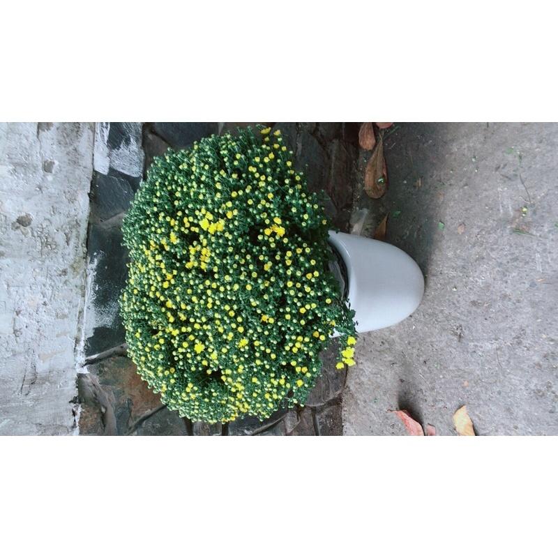 Chậu Hoa Cúc Mâm Xôi