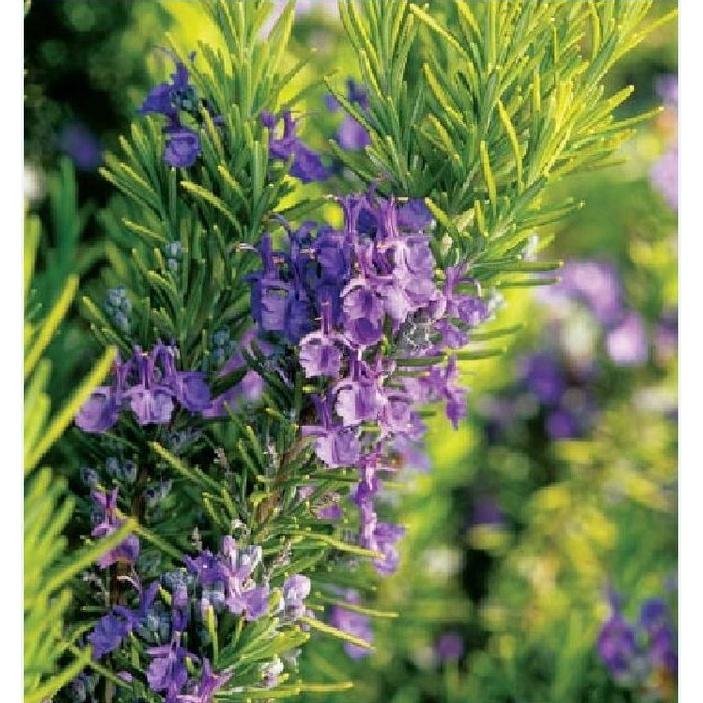 Hạt Giống Cây Hương Thảo Rosemary KNS3502 - Gói 20 hạt