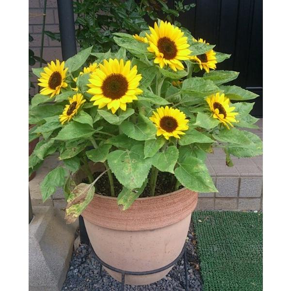 Hạt giống Hoa Hướng Dương lùn 30cm