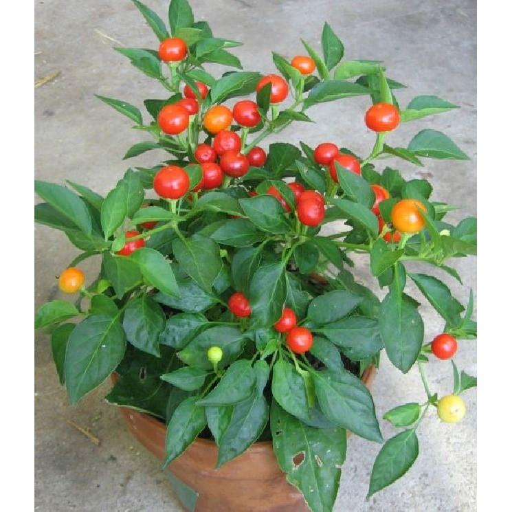 Hạt giống ớt kiểng quả tròn 30 hạt/gói