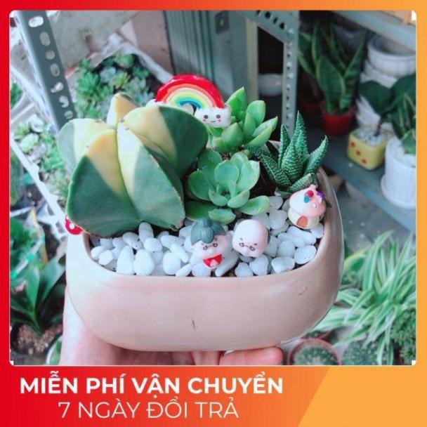 Chậu Sen Đá- Xương Rồng