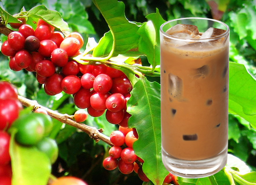 Cà phê pha phin Arabica Cầu Đất hộp 250g