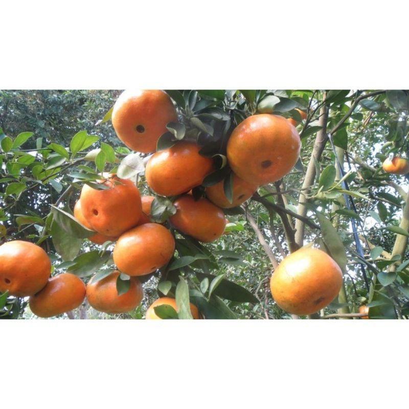 Combo 2 cây quýt đường