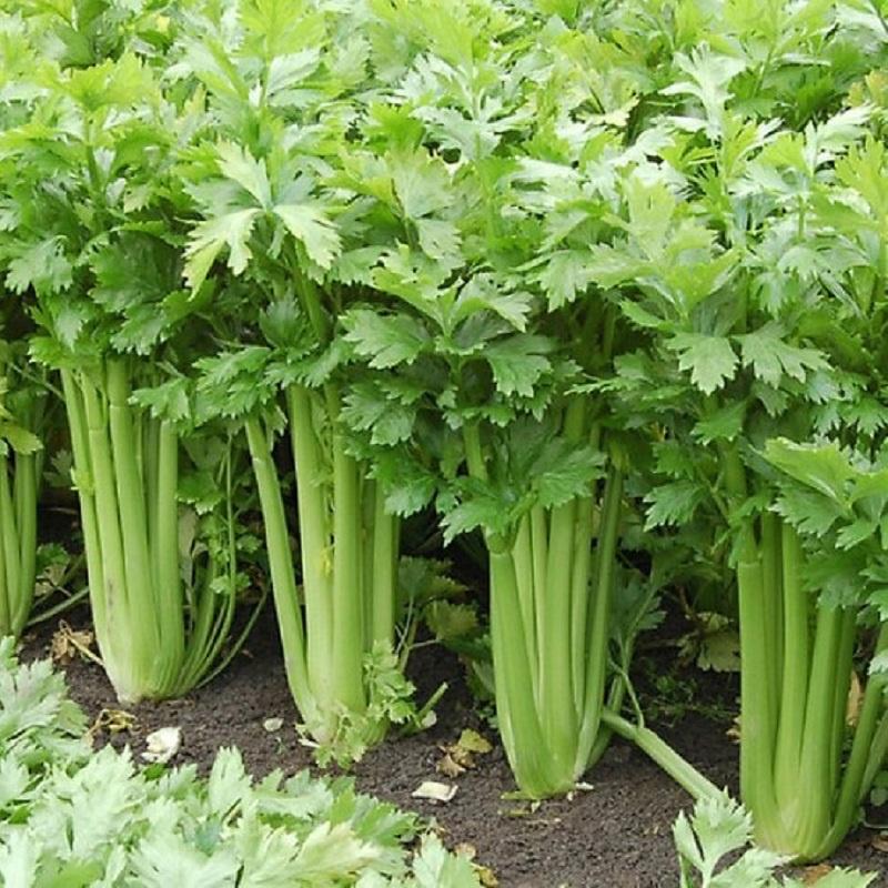Hạt giống Cần Tây 10g. Dùng làm nước ép cần tây