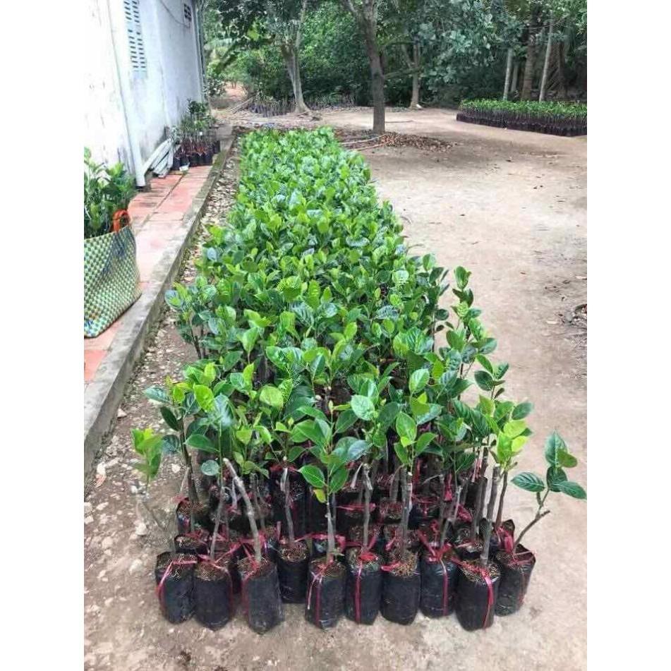 Giống cây mít tố nữ
