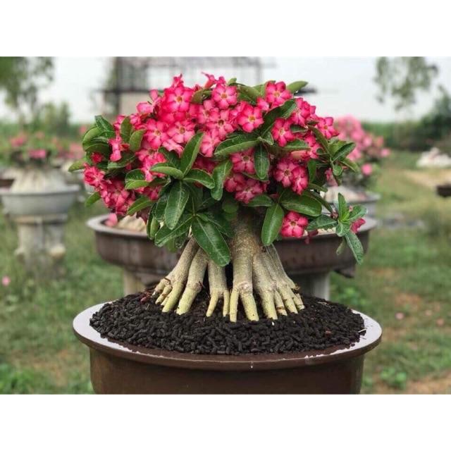 Sứ kim tự tháp, Cây sứ kim tự tháp cây to đẹp