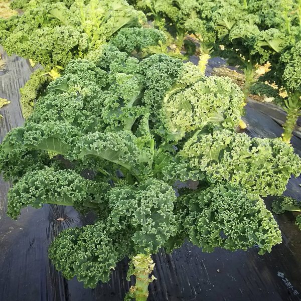 Hạt Giống Cải Kale - Rau Cải Ngon Dễ Trồng
