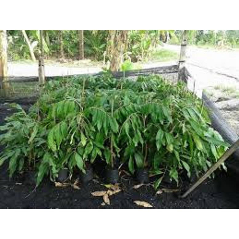 CÂY GIỐNG NHÃN HẠT LÉP THÁI LAN