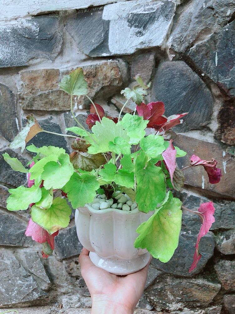 Chậu Cây Lá Màu