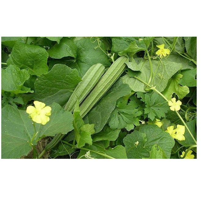 Gói 0.1g hạt giống mướp khía Thái Lan F1 SV 29