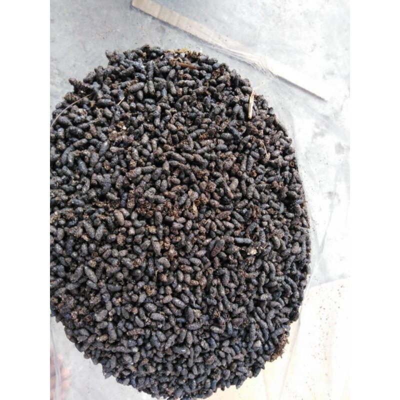 0,5kg phân dơi nguyên thủy dành cho cây chúc rất thích.