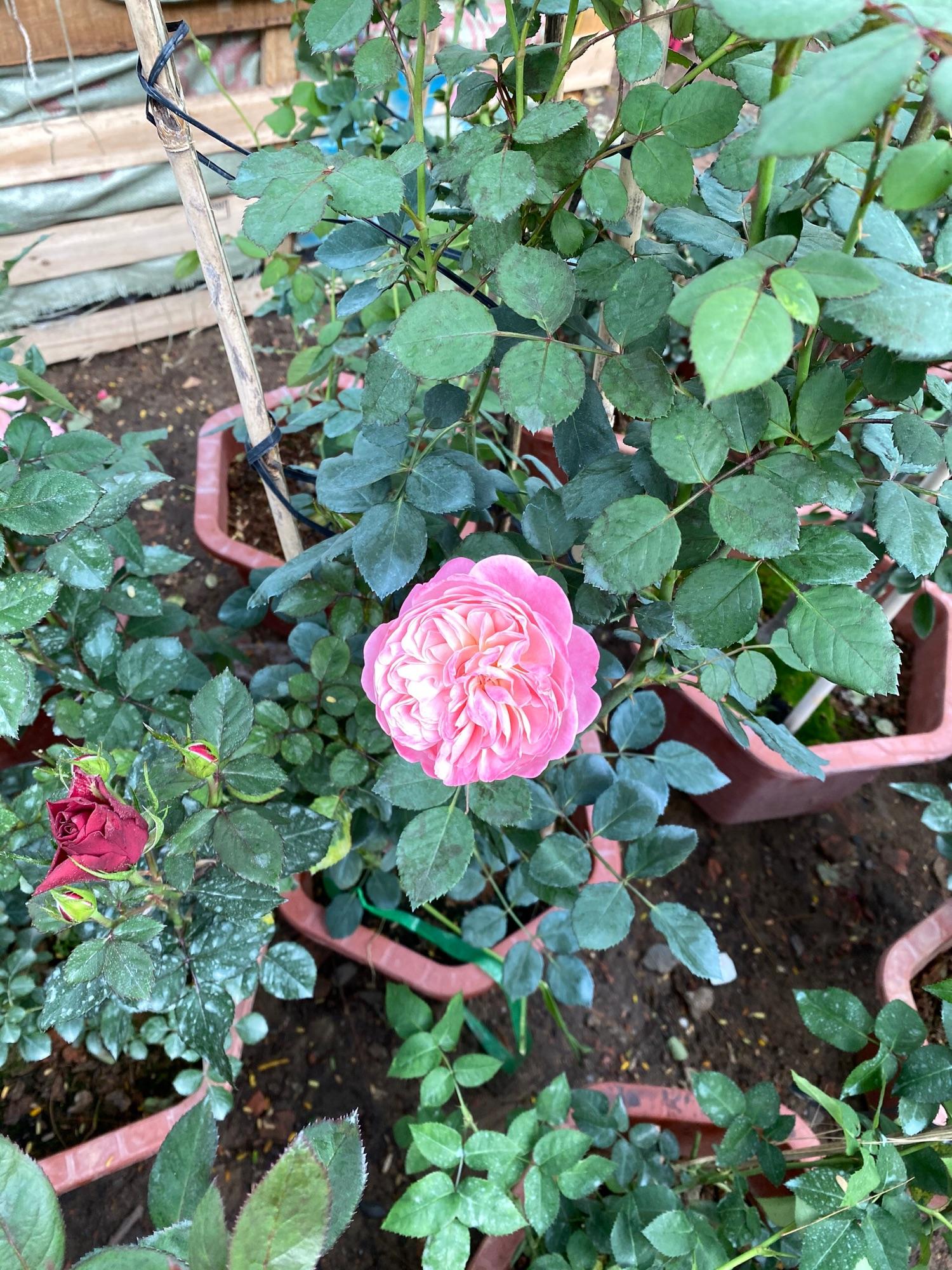 Chậu Cây Hoa Hồng Leo