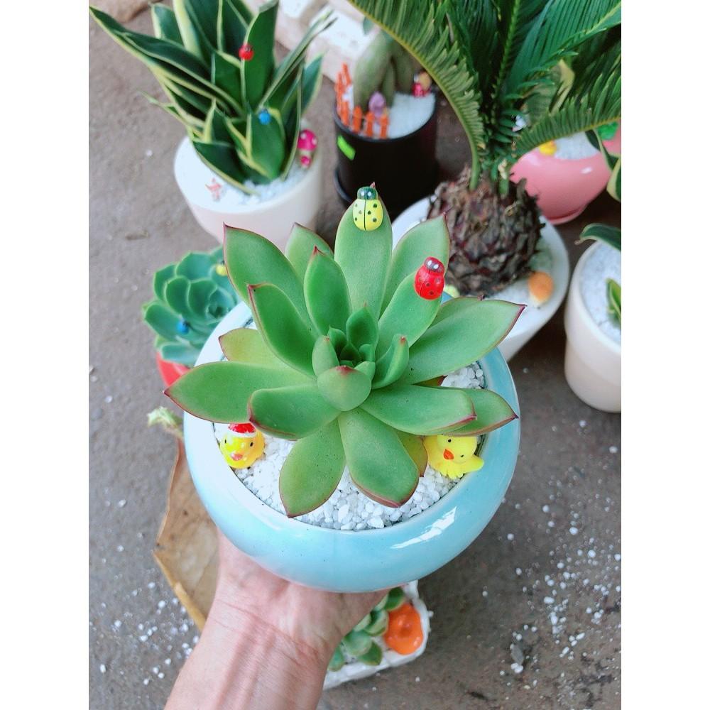 Chậu sen đá viền đỏ