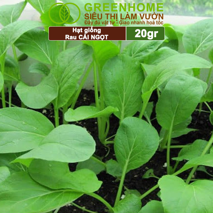 Hạt Giống Rau Cải Ngọt Greenhome, Gói 20g, Dễ Trồng Quanh Năm, Nảy Mầm Cao, Thu Hoạch Nhanh, Năng Suất Cao R03