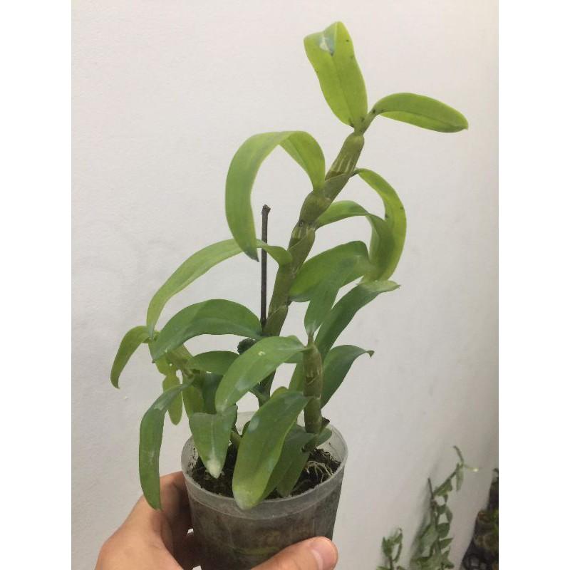 Hoa phong lan - trầm 6 mắt