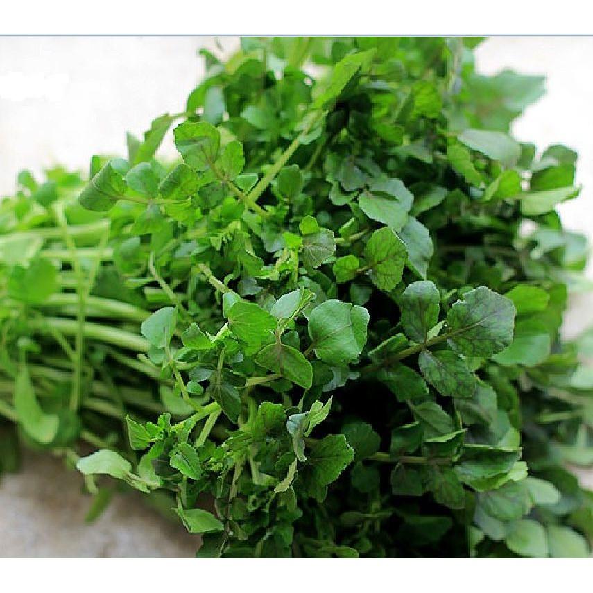 Combo 2 gói Hạt giống rau xà lách xoong Mỹ