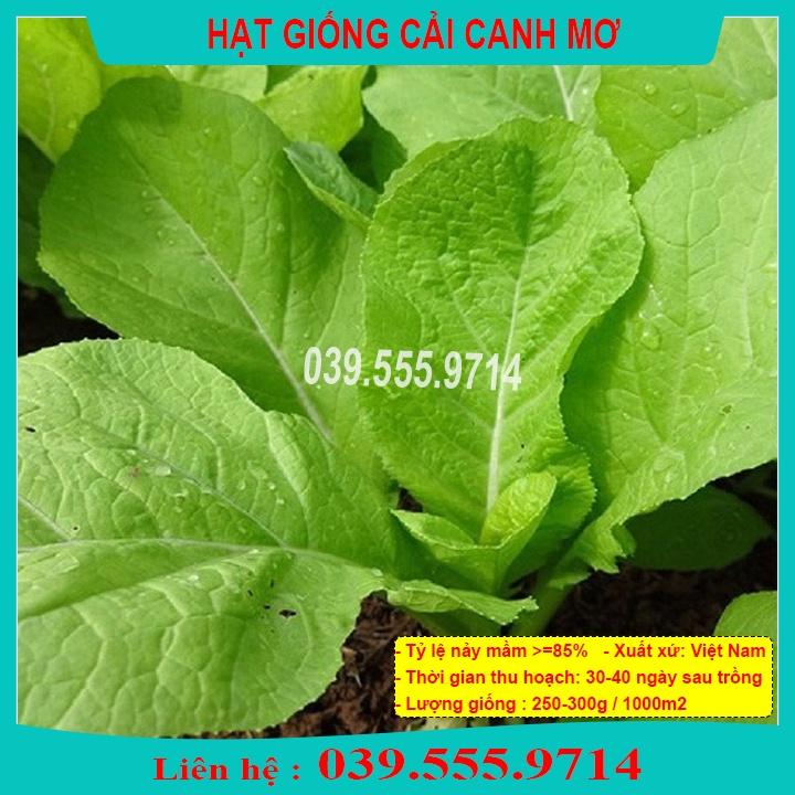 Hạt Giống Rau Cải canh mơ Hà Nội gói 20g - Rau trồng quanh năm nhanh thu hoạch