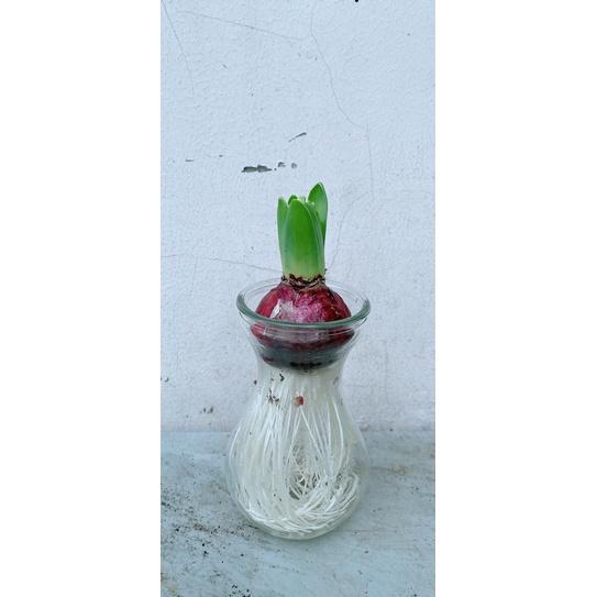 Củ Ông Tiên Thuỷ Sinh