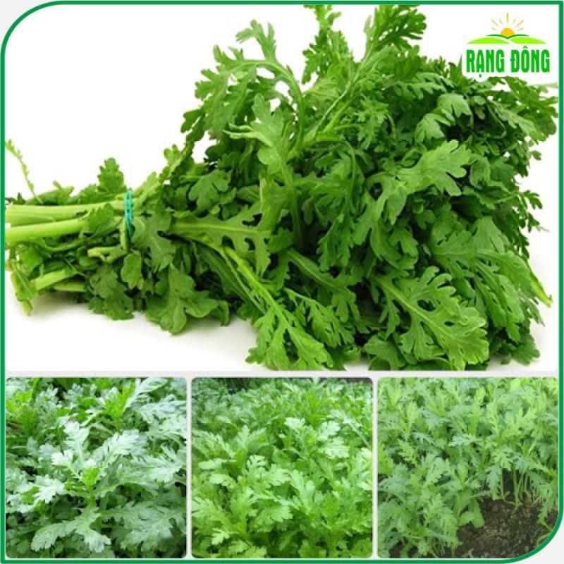 Hạt giống Rau Tần Ô Trồng Quanh Năm, Sinh Trưởng Khỏe - Hạt giống Rạng Đông