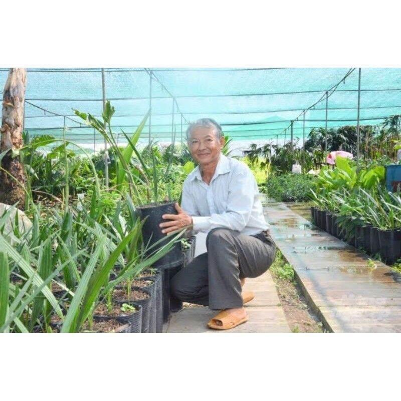 Cây giống chà là nam mỹ