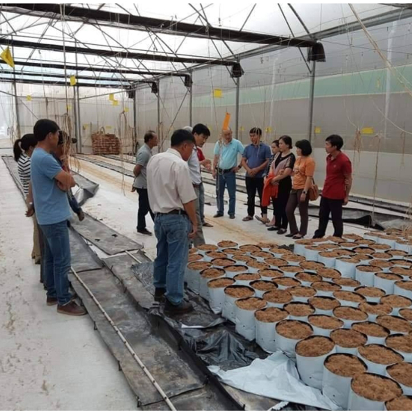 Keo Bẫy Bọ Phấn Trắng Israel Gây Hại Dưa Lưới và bẫy các loại côn trùng trong nông nghiệp khác