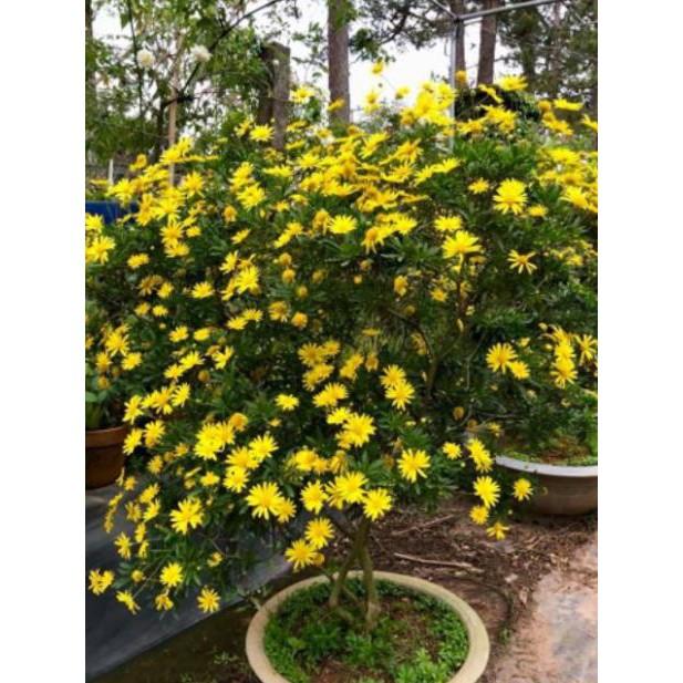 Hoa cúc thân gỗ