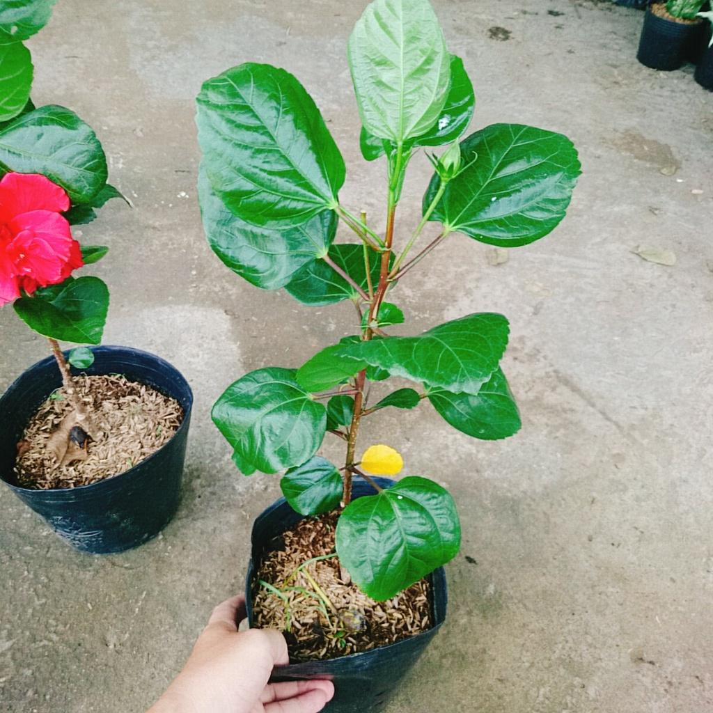 Hoa Dâm Bụt Thái - + tặng phân bón cho cây mau lớn
