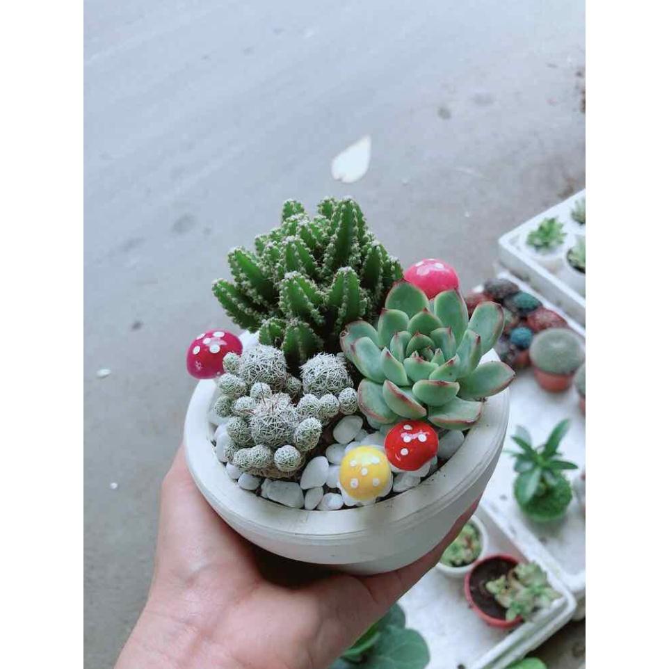 Chậu xương rồng đủ mẫu Bán Chạy