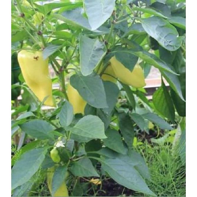 Hạt giống ớt đùi gà Thái Lan-gói 70 hạt/tặng kèm gói phân bón lót