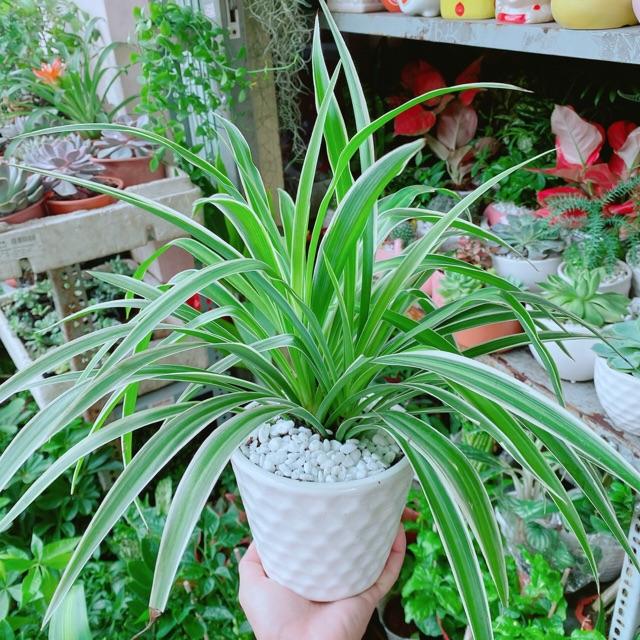 Chậu Cây Lan Chi