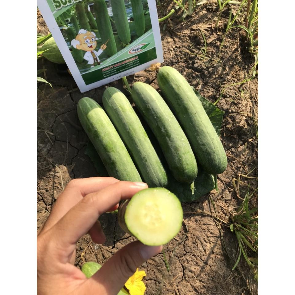 Hạt giống Dưa Leo Lai F1 - Super Green 999