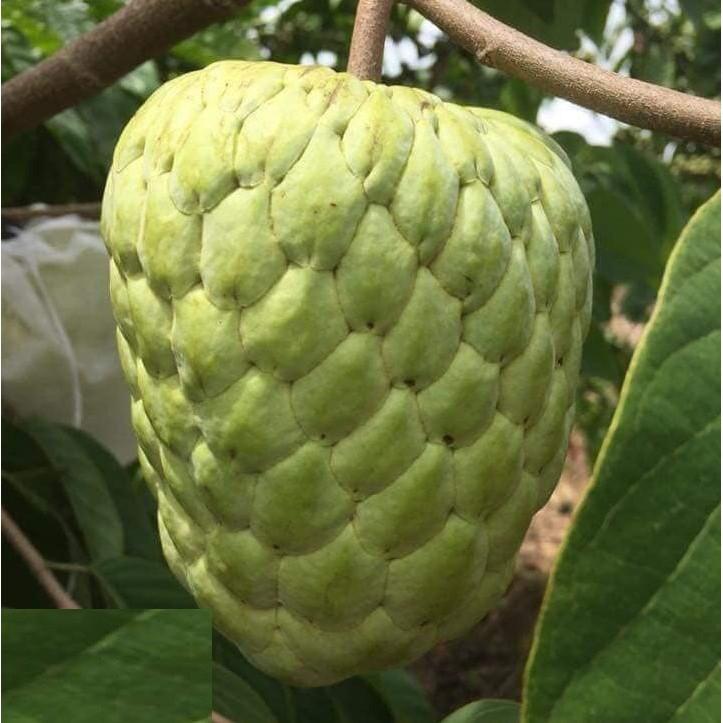 CÂY GIỐNG NA THÁI LAN - SAI QUẢ THƠM NGON - QUẢ TO - CHUẨN GIỐNG F1