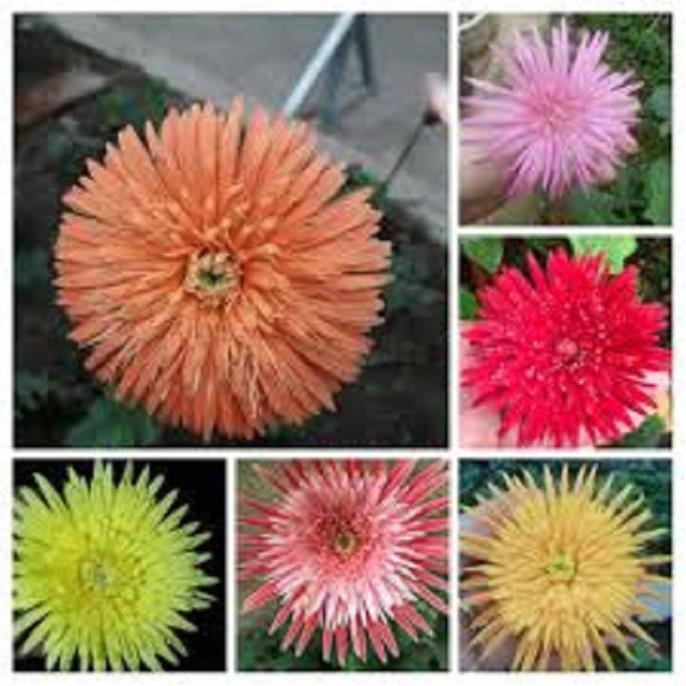 COMBO 5 CÂY GIỐNG HOA ĐỒNG TIỀN CỔ CÁNH KÉP ĐỦ MÀU
